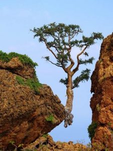 Tree between Rock Cliffs