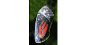 Butterfly in a semi-transparent Chrysalis