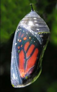 Butterfly in a Chrysalis