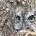 owl camouflage hiding
