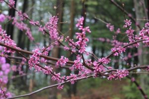 blossoming tree