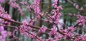 spring blossoms