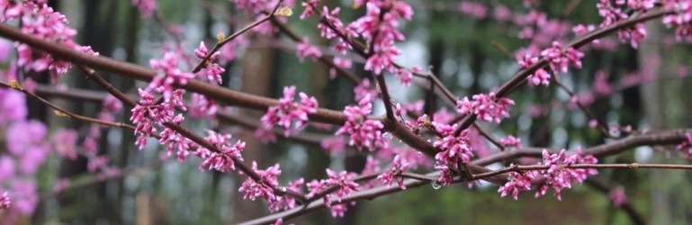 blossoming tree