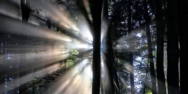 light shining through trees