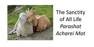 sanctity of life sheep & goat